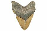 Fossil Megalodon Tooth - North Carolina #275545-2